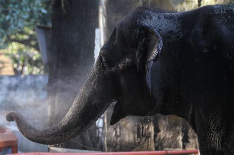 manila zoo elephant dead